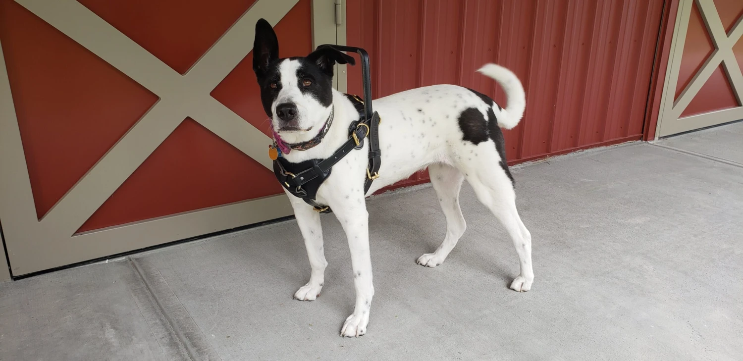 Single Strap Support Harness 3 Single Strap Support Harness - Image 3