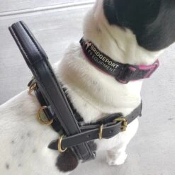 Single Strap Support Harness