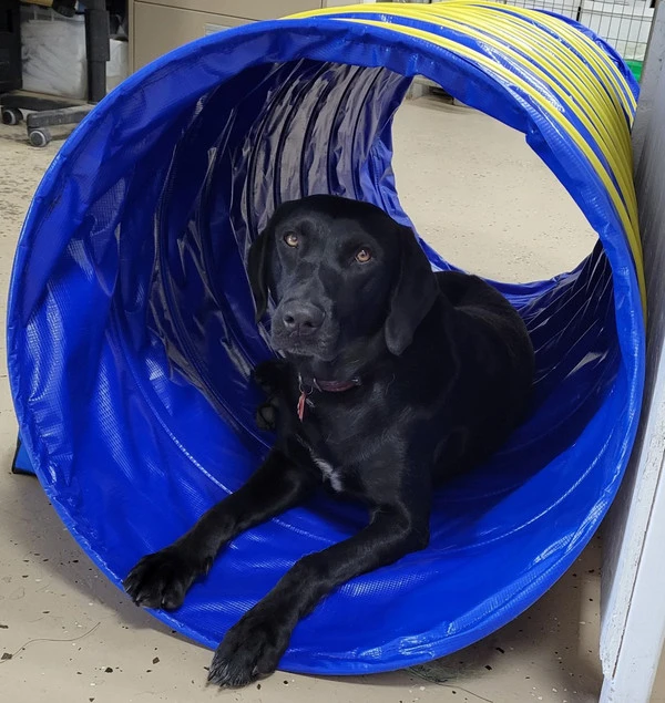 Agility Heavy Duty Dog Tunnel 24" X 12' 5 Agility Heavy Duty Dog Tunnel 24" X 12' - Image 3