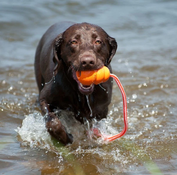 Kong Aqua Toy - Large 3 Kong Aqua Toy - Large - Image 2