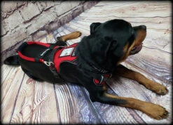 No Pull Service Dog Harness - Front-Range -Vetdiet Shop 707578 6 full 31108.1647865607