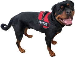 Service Dog Mesh Or Padded Air-Tech Vest 22 Service Dog Mesh Or Padded Air-Tech Vest -Vetdiet Shop 707643 2C full 64680.1649066682