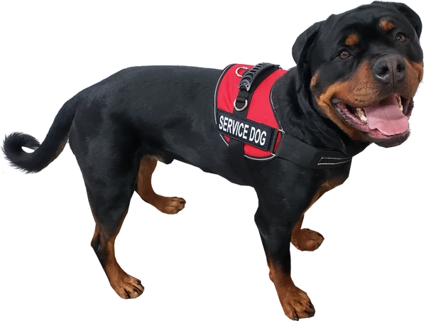 Service Dog Mesh Or Padded Air-Tech Vest 5 Service Dog Mesh Or Padded Air-Tech Vest - Image 3