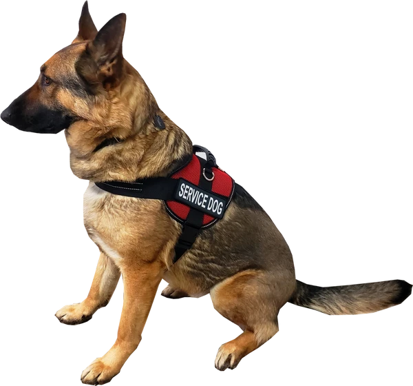 Service Dog Mesh Or Padded Air-Tech Vest 6 Service Dog Mesh Or Padded Air-Tech Vest - Image 4