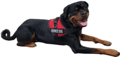 Service Dog Mesh Or Padded Air-Tech Vest 26 Service Dog Mesh Or Padded Air-Tech Vest -Vetdiet Shop 707643 4C full 36610.1649066682