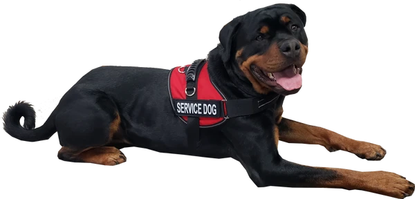 Service Dog Mesh Or Padded Air-Tech Vest 9 Service Dog Mesh Or Padded Air-Tech Vest - Image 7