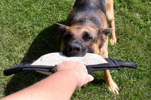 Jute Bite Pillows 6 Jute Bite Pillows - Image 4