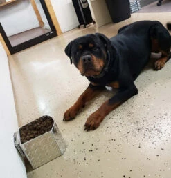 Aluminum Spill Proof Dog Bowls -Vetdiet Shop 992059 151 full 06087.1644842020