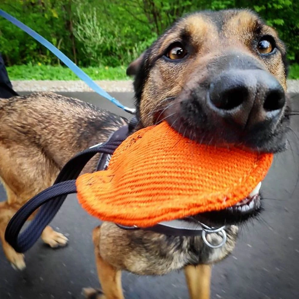 Dingo Gear BERTA Bite Tug Disc 8 Dingo Gear BERTA Bite Tug Disc - Image 6