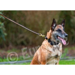 Black-Neon Leash Without Handle -Vetdiet Shop Black neon 07