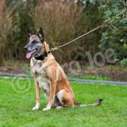 Black-Neon Leash Without Handle -Vetdiet Shop Black neon 08