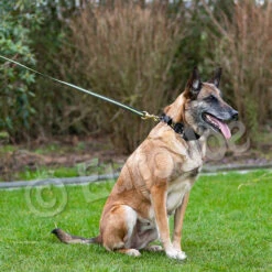 Black-Neon Leash Without Handle -Vetdiet Shop Black neon 09