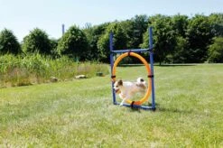 Fun Agility Ring, Plastic -Vetdiet Shop PHO PRO DOG 3208 5