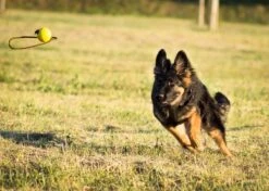 Dingo Gear Rubber Ball -Vetdiet Shop S02701 Pilka 70 mm do treningu z raczka 30cm