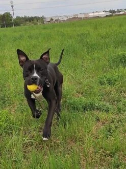 Dingo Gear Rubber Ball -Vetdiet Shop S02701 Pilka 70 mm do treningu z raczka 30cm1