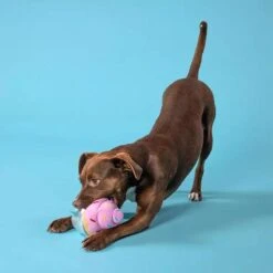 Squeak Tooth Cupcake Dog Toy -Vetdiet Shop bark squeak tooth cupcake dog toy 746953