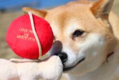 Kendama Dog Toy -Vetdiet Shop bestever kendama dog toy 305300