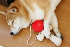 Kendama Dog Toy -Vetdiet Shop bestever kendama dog toy 698528