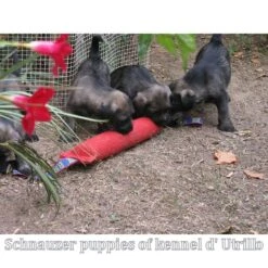 Tug French Linen Soft -Vetdiet Shop bijtworstschnauzer02 1