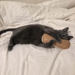 Tyvek® Catnip Bread Cushion -Vetdiet Shop gotta go home tyvek catnip bread cushion 618927