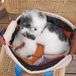 Peek-a-boo Pet Carrier - Melting Cream (2 Sizes) -Vetdiet Shop icandor peek a boo pet carrier melting cream 2 sizes 440626