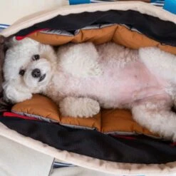 Peek-a-boo Pet Carrier - Melting Cream (2 Sizes) -Vetdiet Shop icandor peek a boo pet carrier melting cream 2 sizes 470754