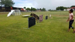 IPO/IGP/Schutzhund Aluminum Pendel Hurdle Jump 21 IPO/IGP/Schutzhund Aluminum Pendel Hurdle Jump -Vetdiet Shop maxresdefault 71199.1646860536