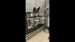 Swinging Double Diner - Dog Drink & Food Bowls For Kennel -Vetdiet Shop maxresdefault 89145.1646860055