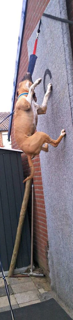 Tug French Linen Hard -Vetdiet Shop pitbull